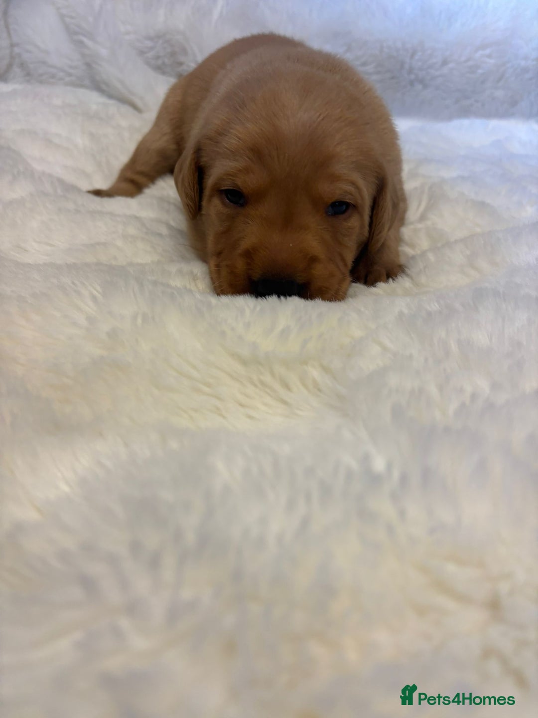 Labrador Retriever dogs for sale: KC REGISTERED DNA TESTED LABRADOR PUPPIES - Image 12