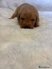 Labrador Retriever Puppy 1