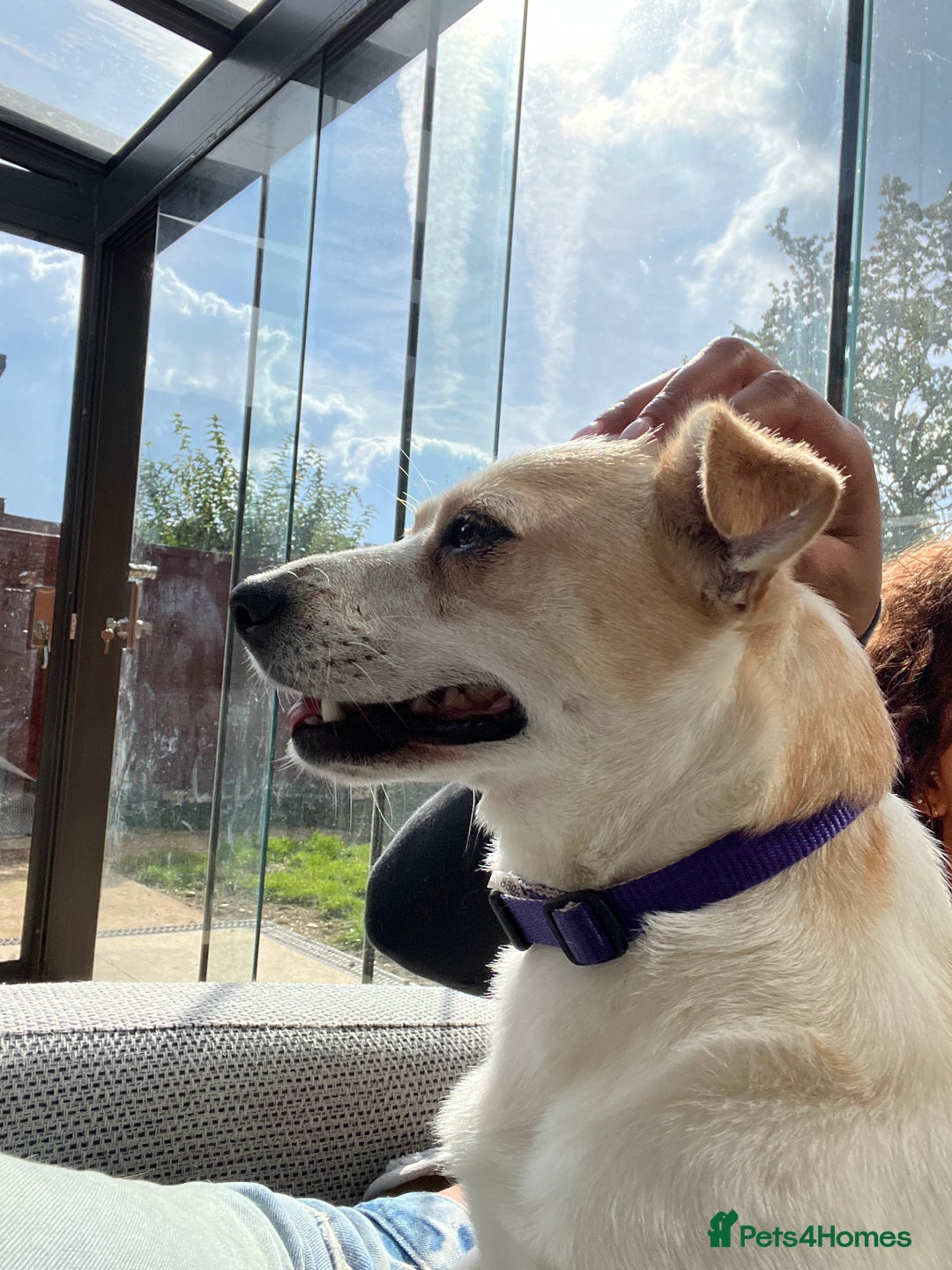 Mixed Breed dogs for adoption: Lovely Lola is Ready for Her Forever Home! 💖 - Image 10