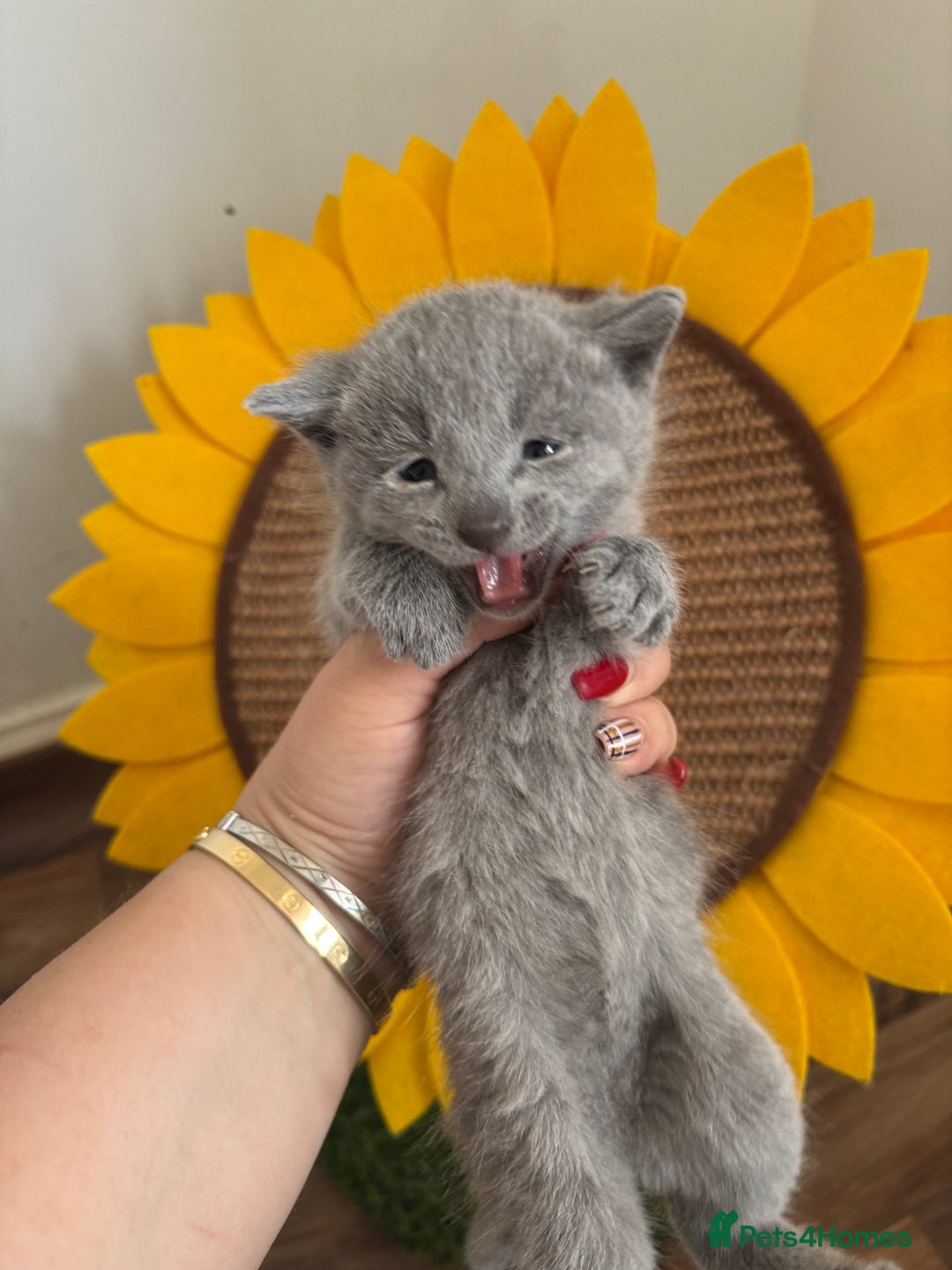 Russian Blue cats for sale: TICA pedigree Russian blue kittens 🐱  - Image 10