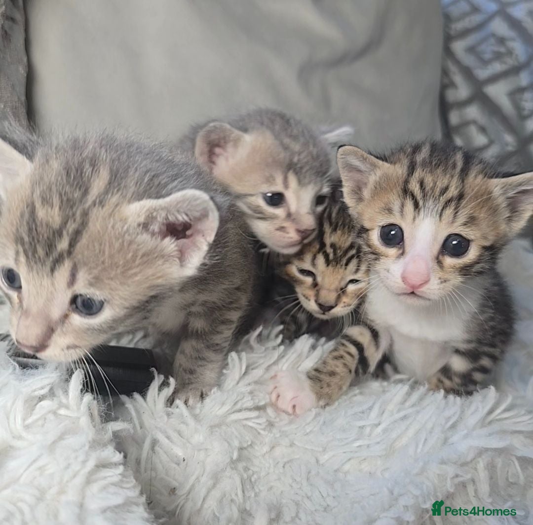 Bengal cats Savannah x bengal hybrid ALL RESERVED - Advert 1