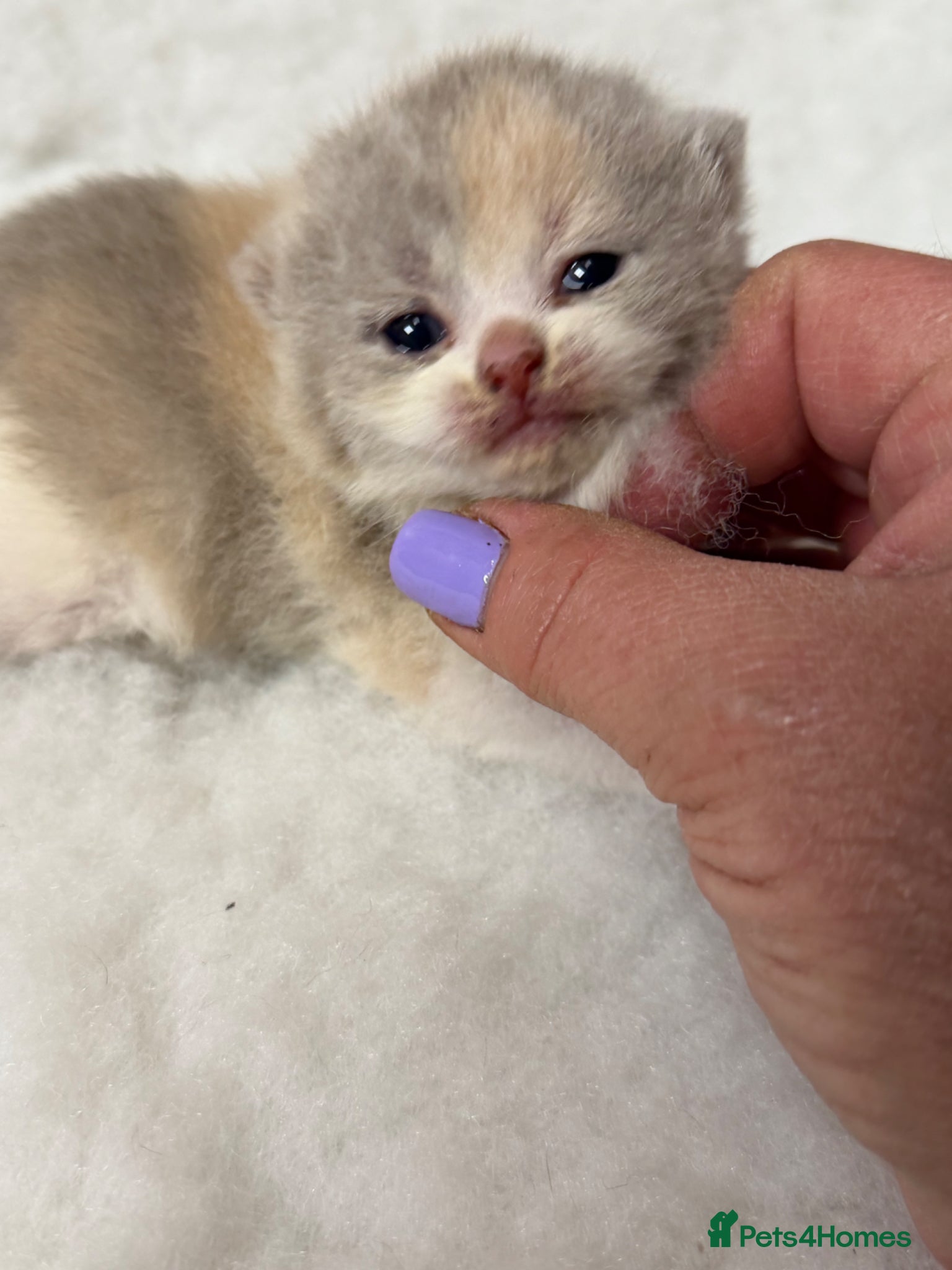 British Shorthair cats BRITISH SHORTHAIR - Full Pedigree/Registered  - Advert 2