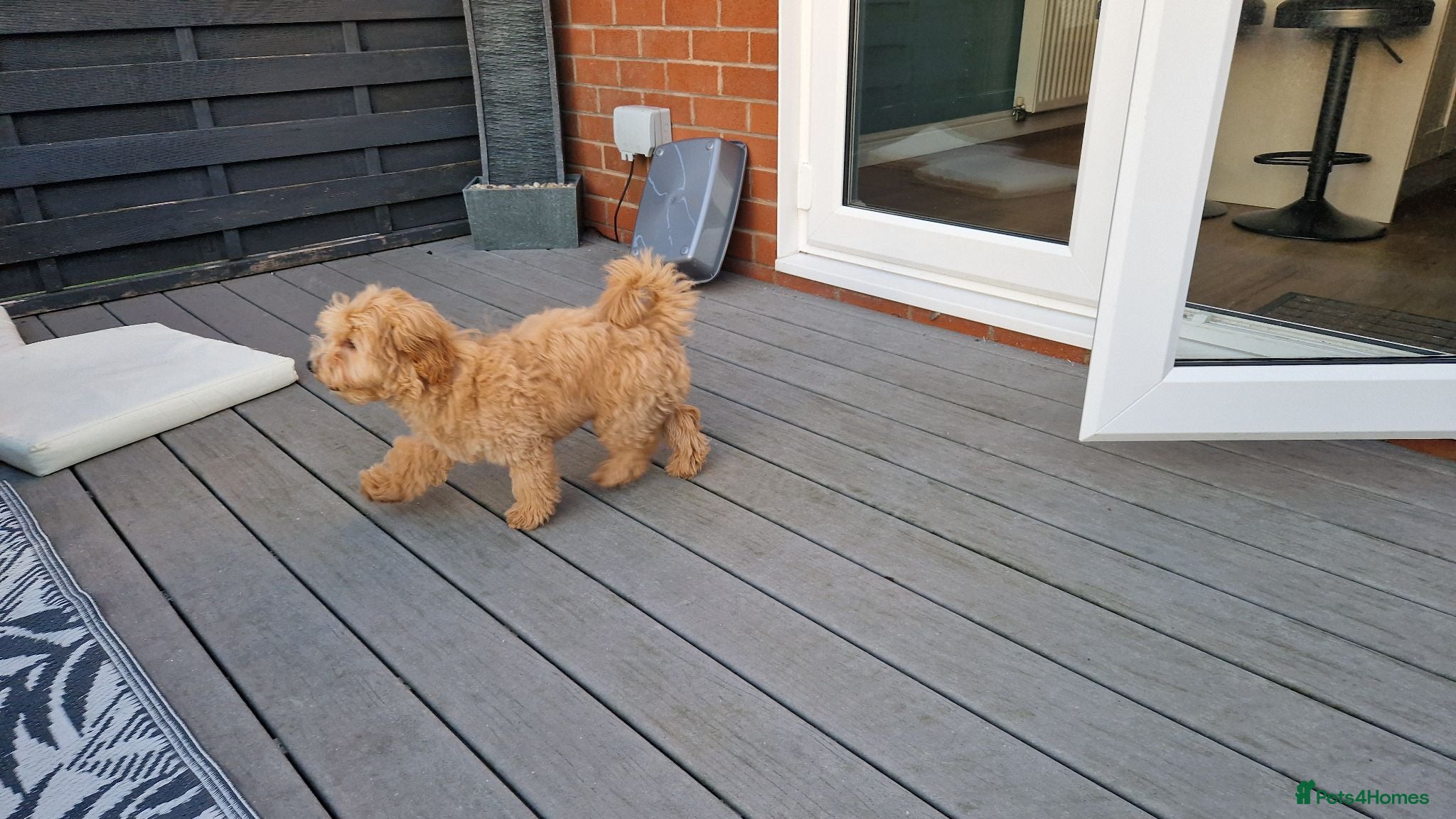 Maltipoo dogs Lovely playful boy malipoo  - Advert 2