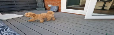 Maltipoo 1