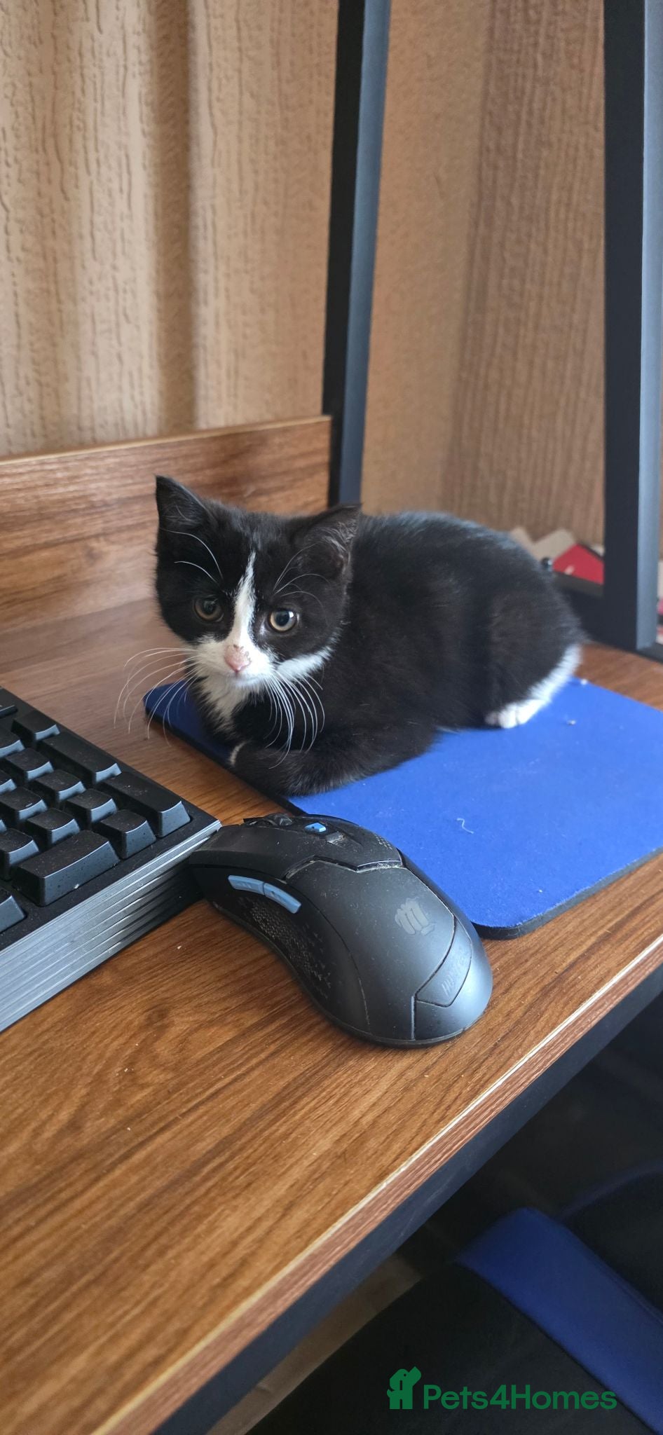 Mixed Breed cats Beautiful Tuxedo Female Kitten - Advert 7