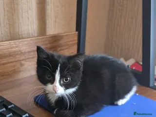 Mixed Breed cats Beautiful Tuxedo Female Kitten - Advert 5