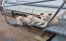 Mixed Breed dogs for sale: Chowski pups - Image 1