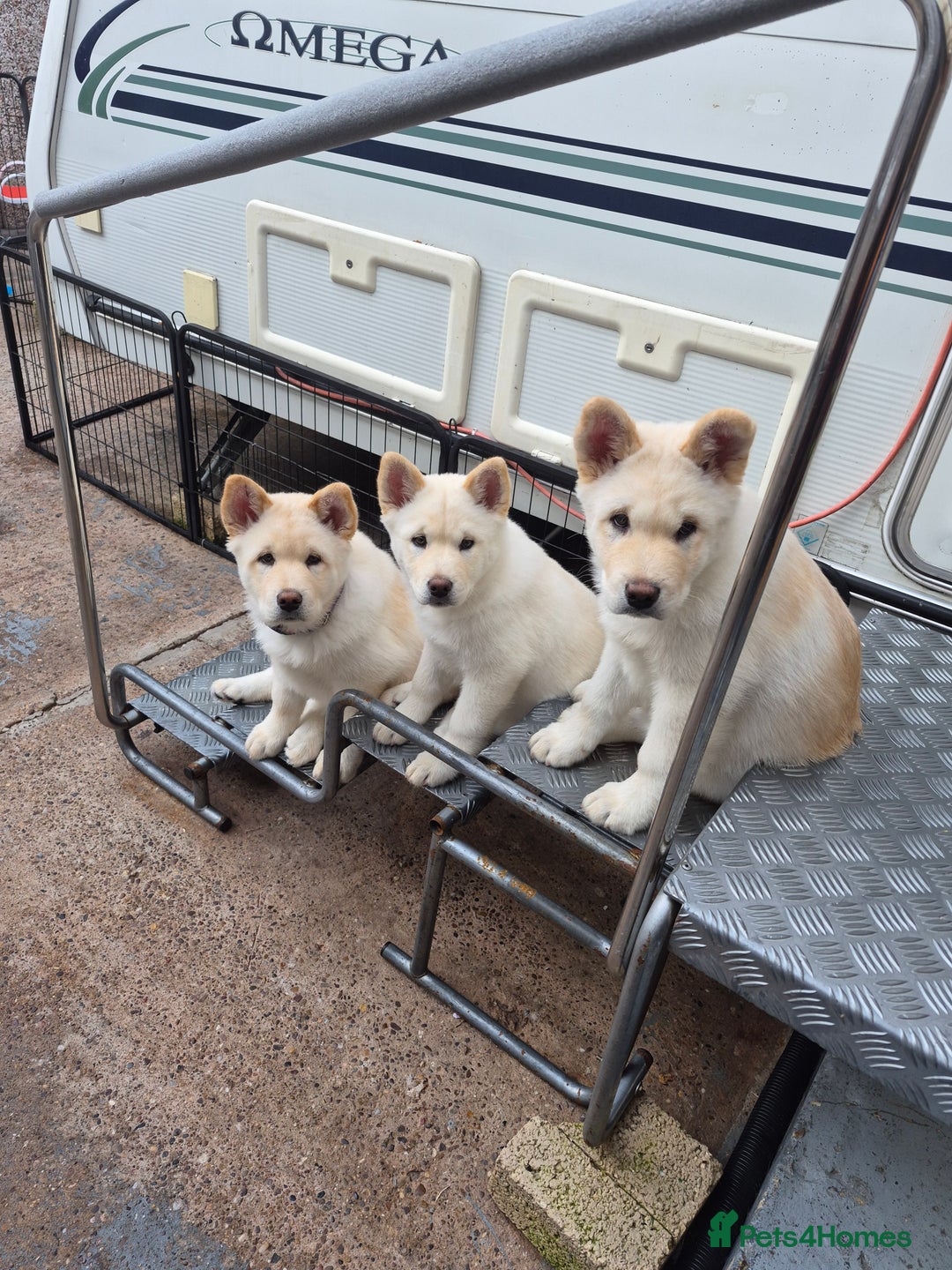 Mixed Breed dogs for sale: Chowski pups - Image 1