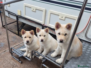 Mixed Breed dogs - Advert 2