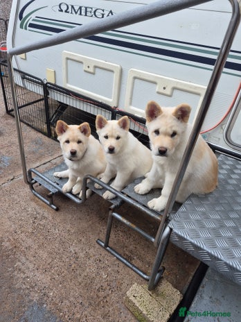 Mixed Breed dogs - Advert 9