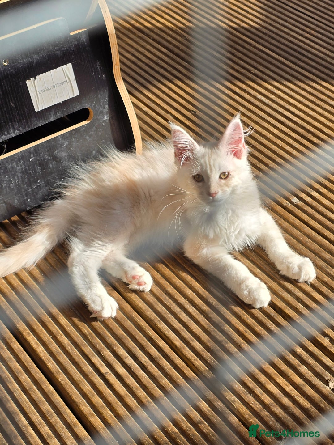 Maine Coon cats for sale: VARIOUS FULL PEDIGREE MAINE COON KITTENS FOR SALE in Rotherham - Image 1