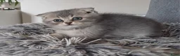 British Shorthair cats for sale: Beautiful TICA Scottish Straight and Fold kittens  - Advert 22