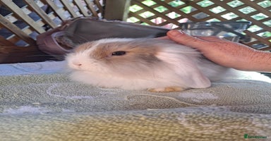 Mixed Breed rabbits - Advert 2