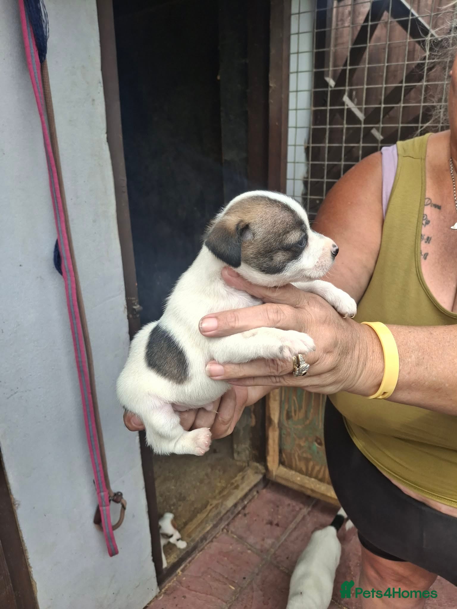 Jack Russell dogs for sale: Jack Russell puppys in Enfield - Advert 4