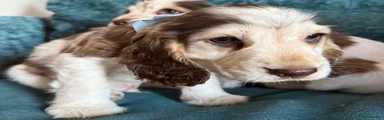 Cocker Spaniel 1