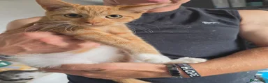 Mixed Breed Kitten 2