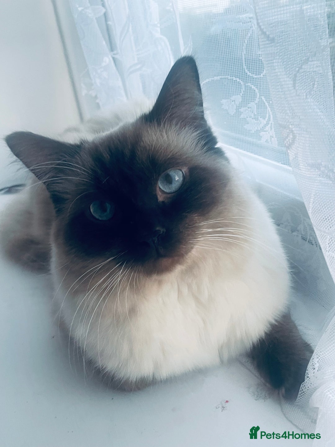 Ragdoll cats for stud: 🩵stormzy boy 🩵 - Advert 10