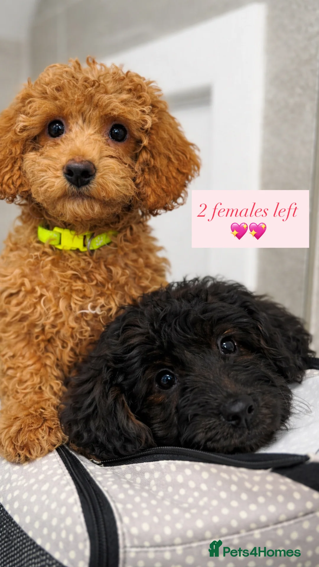 Doxiepoo dogs for sale: Two baby’s left🥹❤️Stunning F1b toy poodles!! - Advert 1