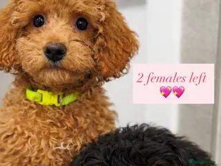 Doxiepoo dogs Two baby’s left🥹❤️Stunning F1b toy poodles!! - Advert 4