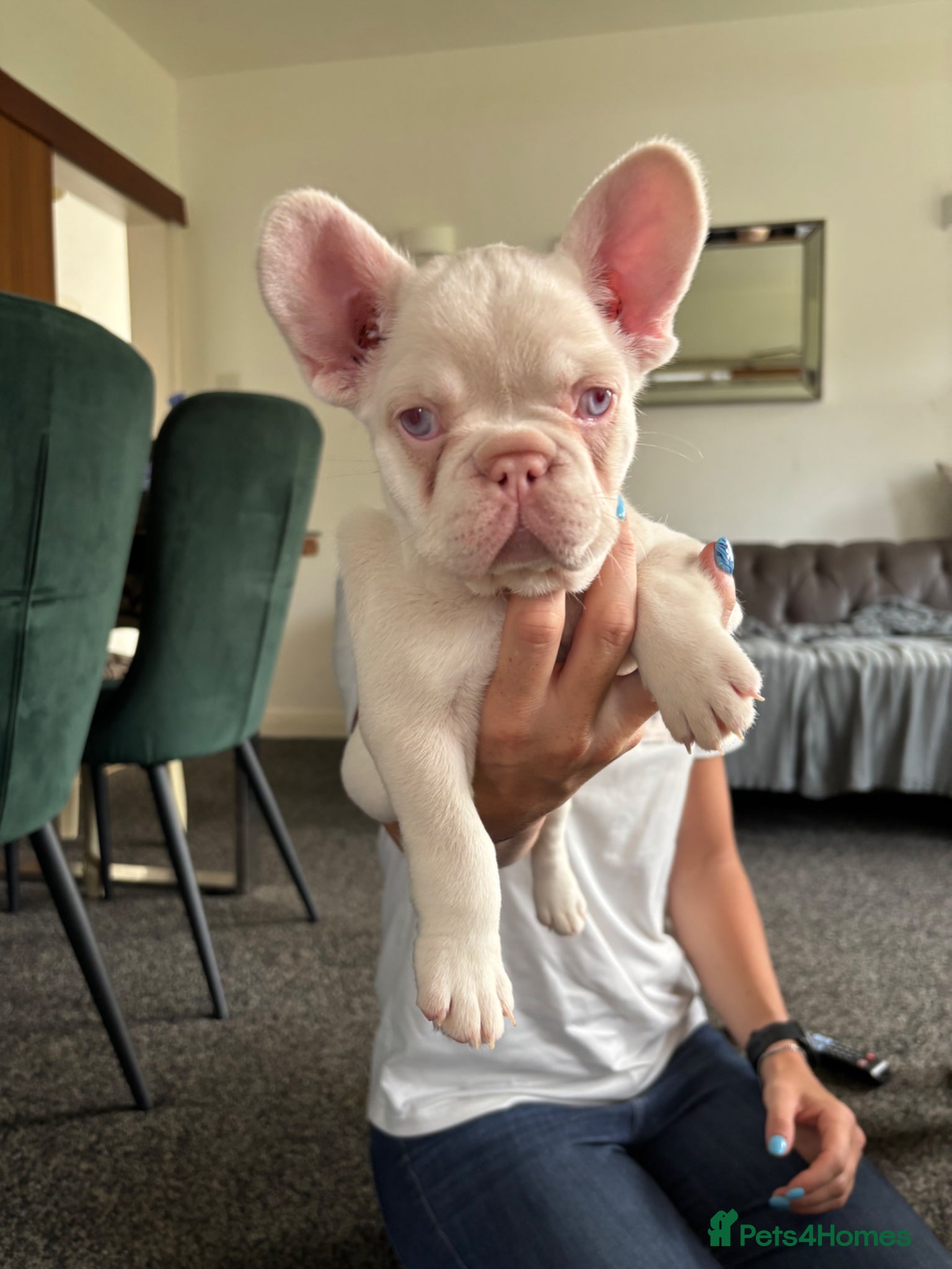 French Bulldog dogs French Bulldog Puppies KC registered  - Advert 17