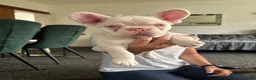 French Bulldog dogs for sale: French Bulldog Puppies KC registered  - Advert 1