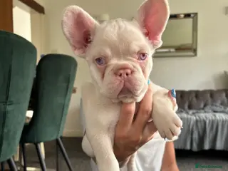 French Bulldog dogs French Bulldog Puppies KC registered - Advert 17