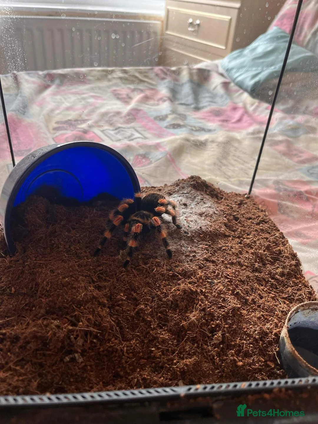 Tarantulas invertebrates for sale: Female Mexican Red knee - Advert 2