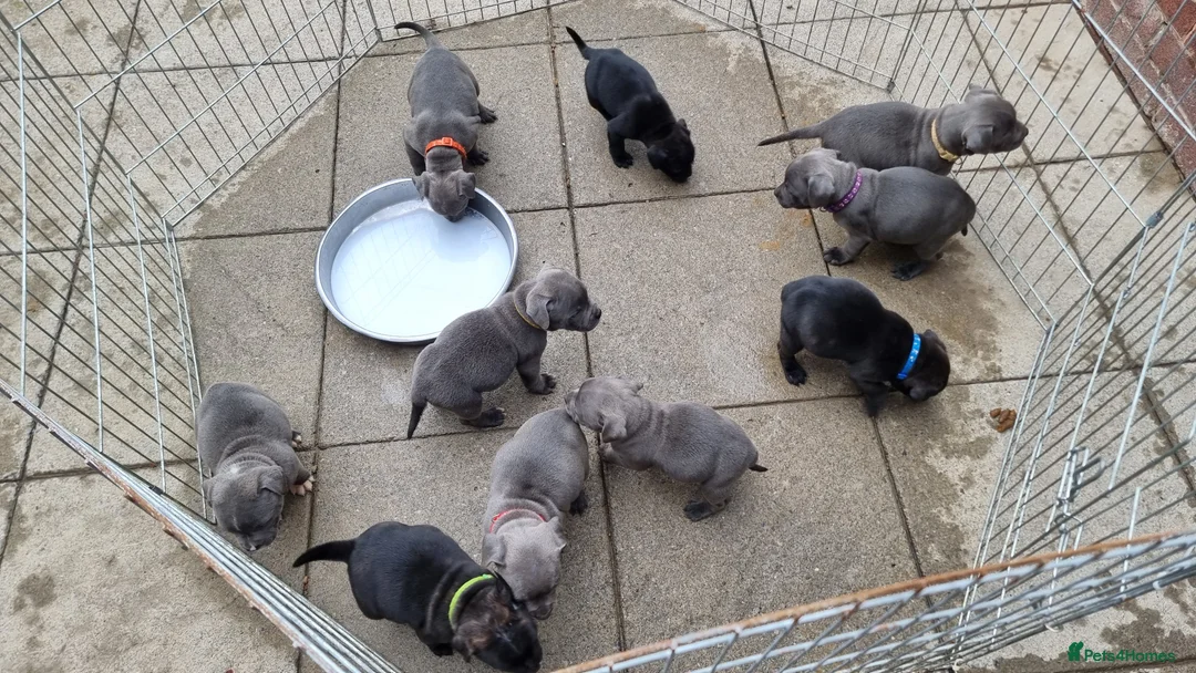 Staffordshire Bull Terrier dogs for sale: Dewellblue - Advert 2