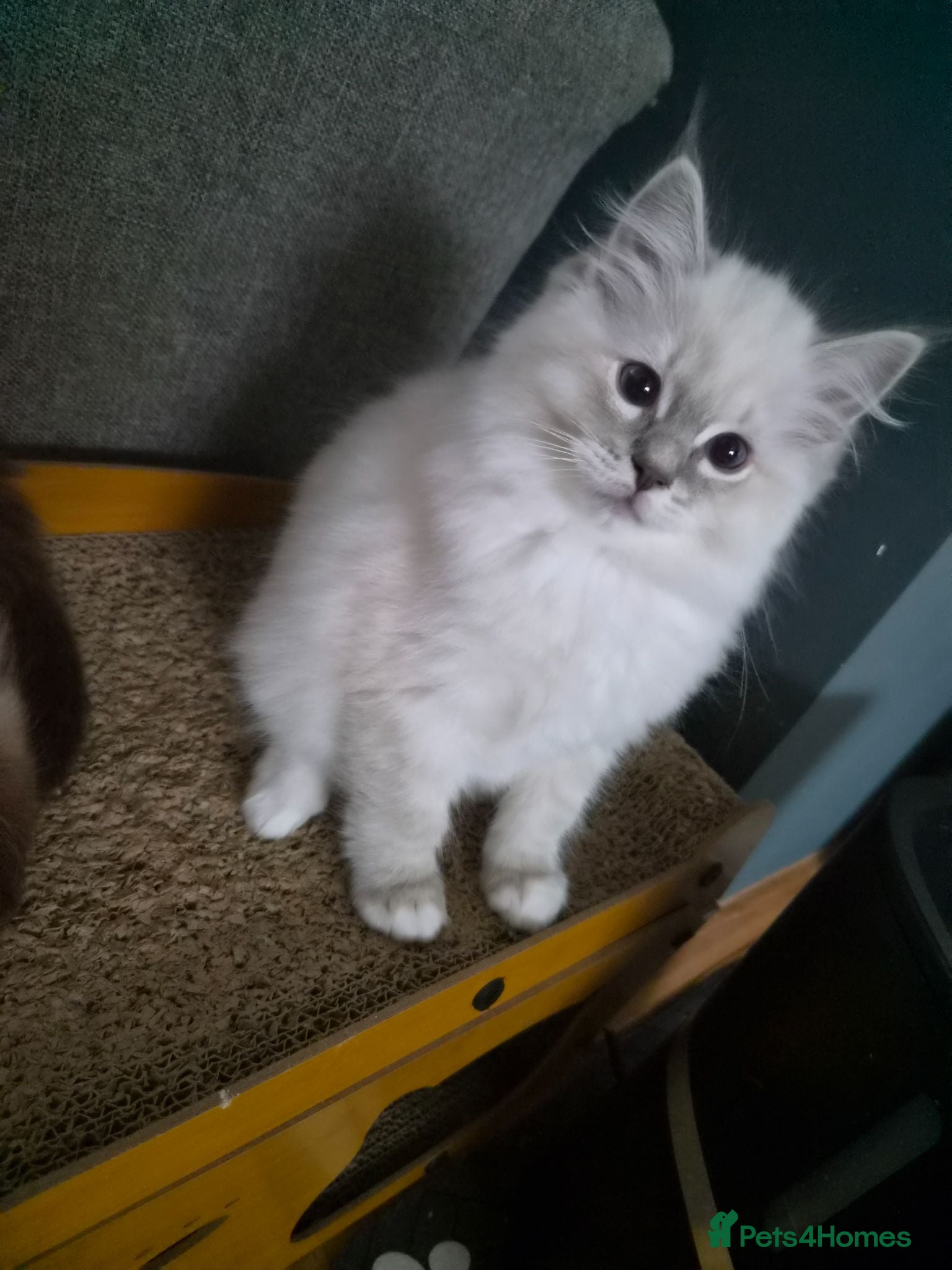 Ragdoll cats Ragdoll Kittens 😸 ♥️ - Advert 16
