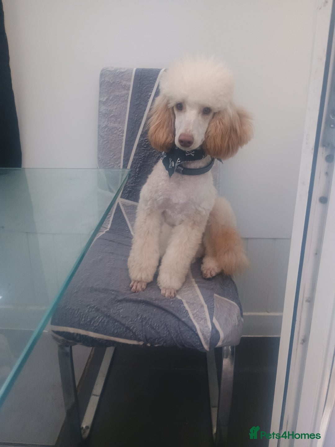 Cockapoo dogs for sale: F1 working cockapoo puppies - Image 29
