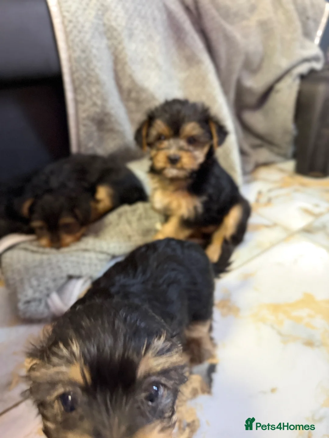 Yorkshire Terrier dogs for sale: Beautiful Small Yorkshire terrier puppies.  - Advert 2