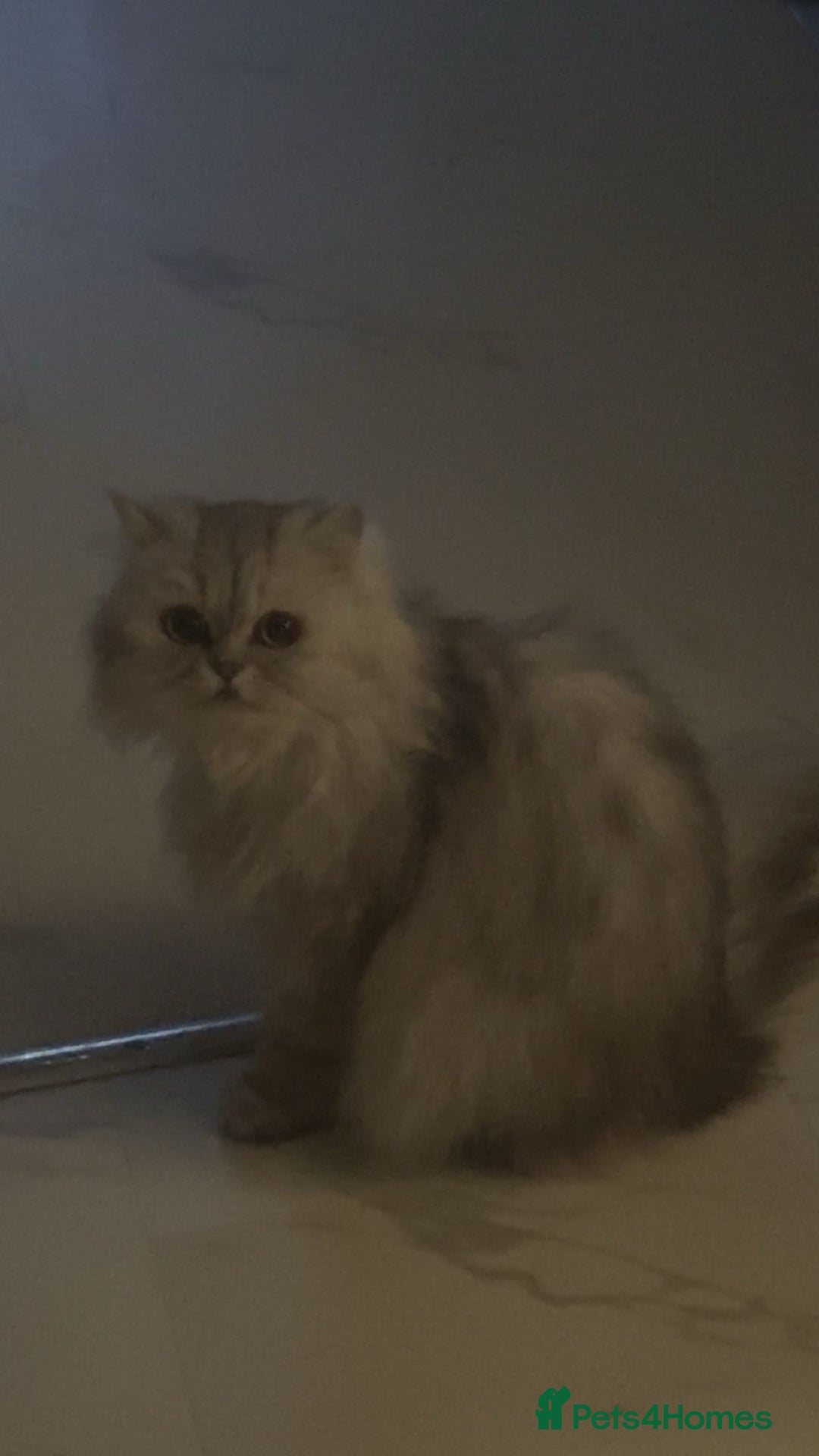 Persian cats for sale: 2 year old Persian  - Advert 3