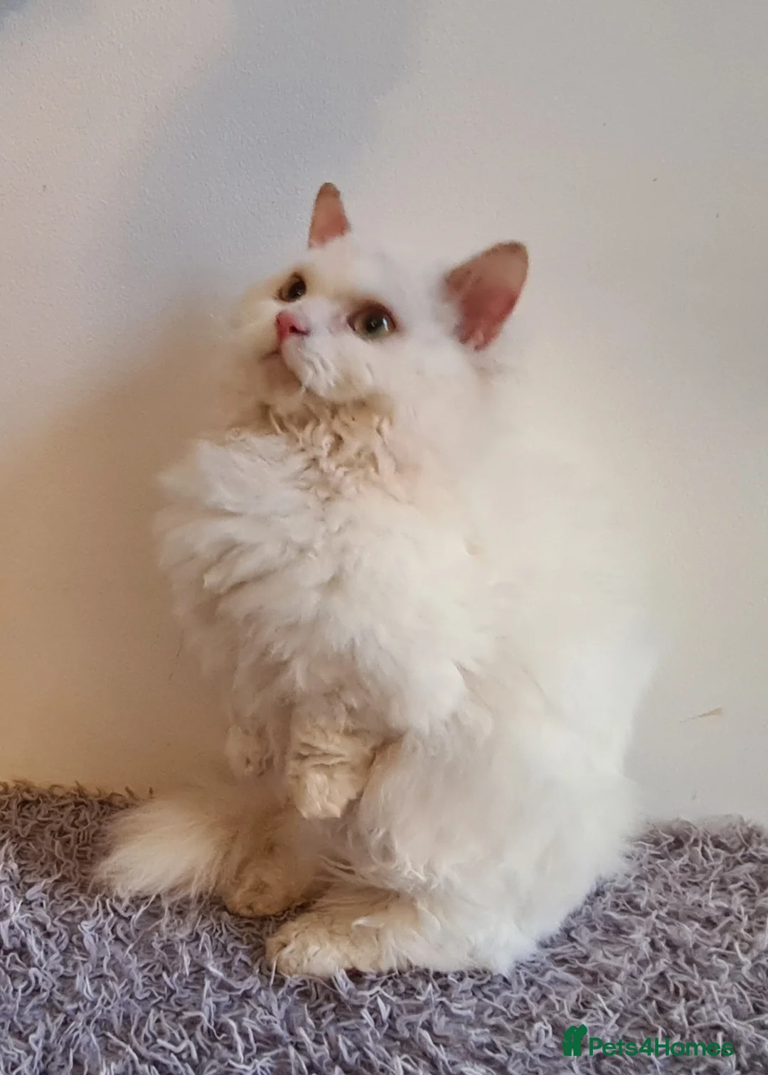 Munchkin cats for stud: Stunning Lambkin  in London - Advert 5