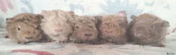 Guinea Pig rodents for sale: MEADOW SIDE CAVIES BABY GUINEA PIGS HEREFORDSHIRE  - Advert 19