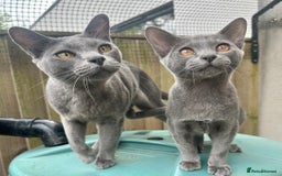 Asian cats for sale: Last Blue Asian boy ready for a loving family - Image 5