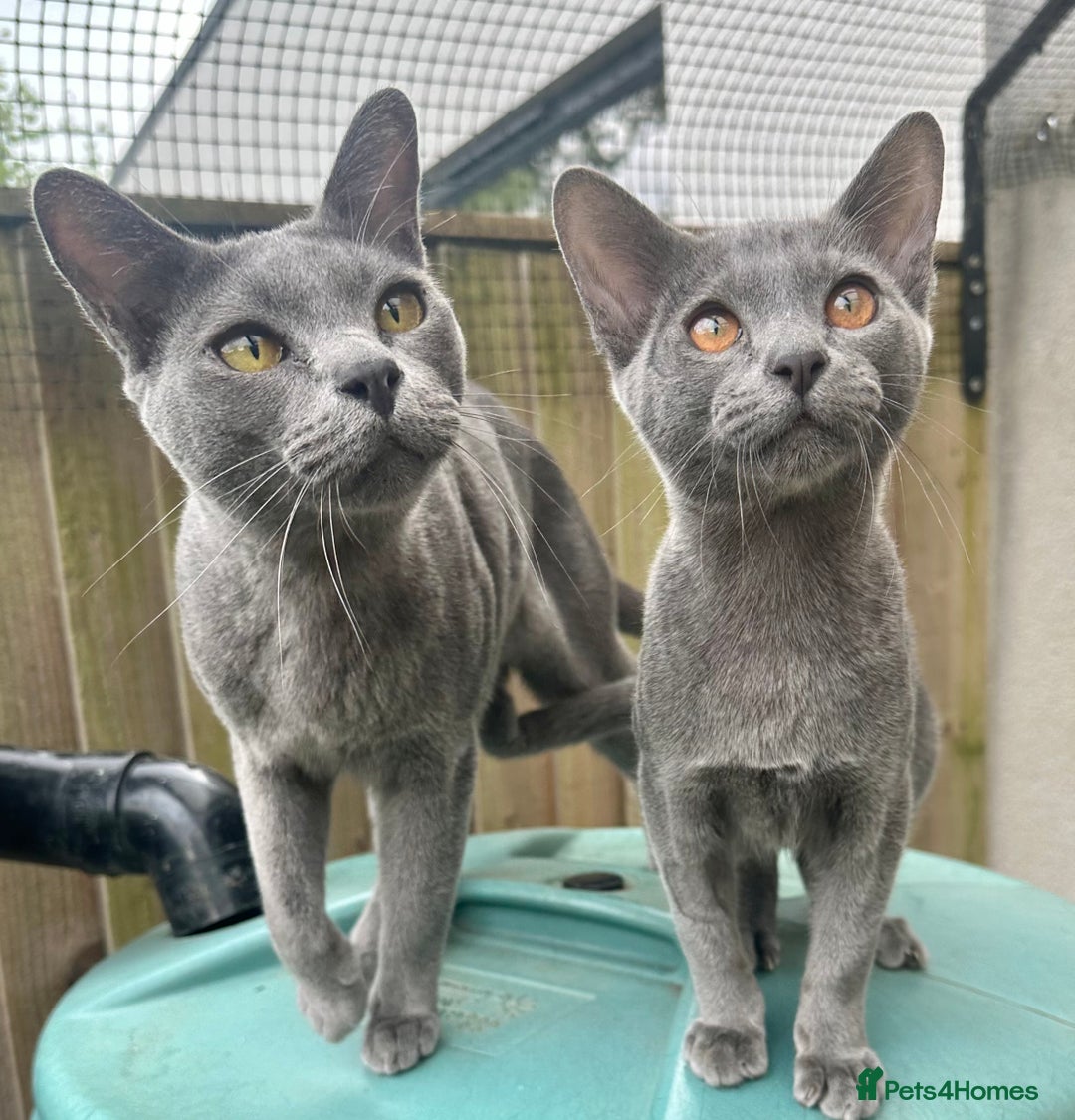 Asian cats for sale: Last Blue Asian boy ready for a loving family - Image 5