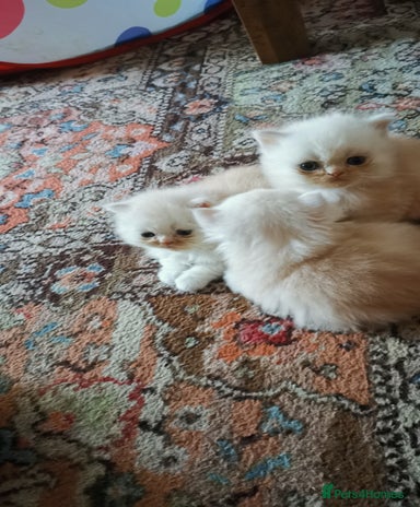 Cheap Kittens for sale | Pets4Homes