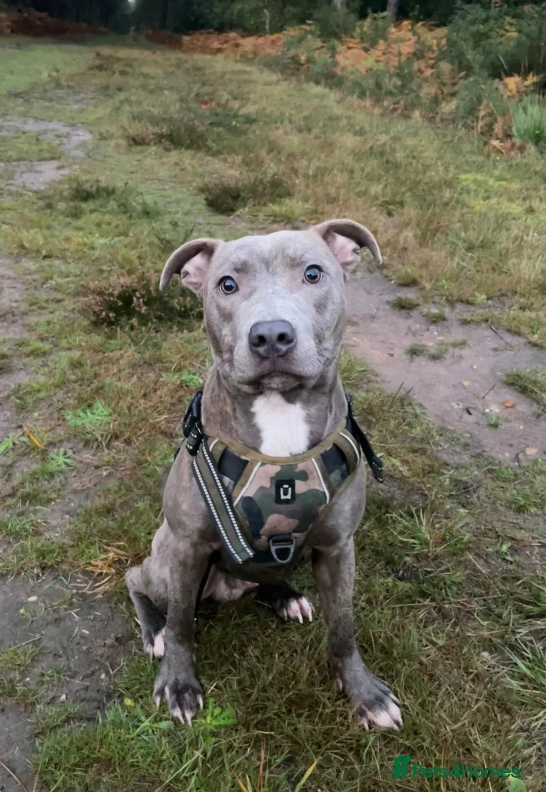 Staffordshire Bull Terrier dogs for sale: Frank, our Loving Blue Staffy in Norwich - Advert 3