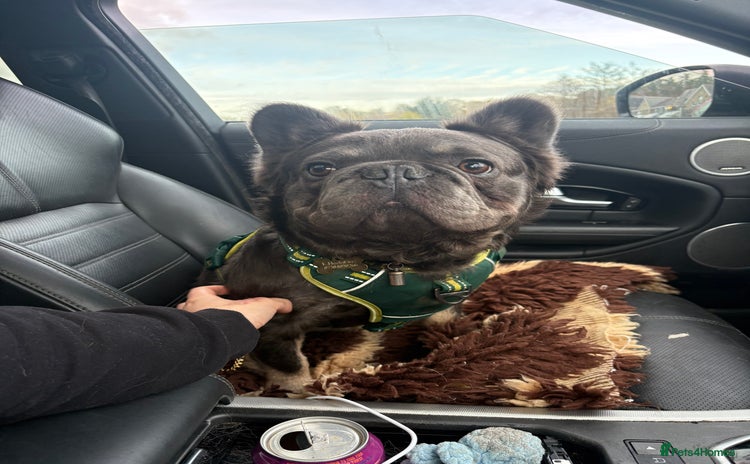 French Bulldog dogs Fluffy French Bulldog Male  - Advert 2