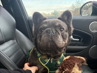 French Bulldog dogs for sale: Fluffy French Bulldog Male - Advert 2