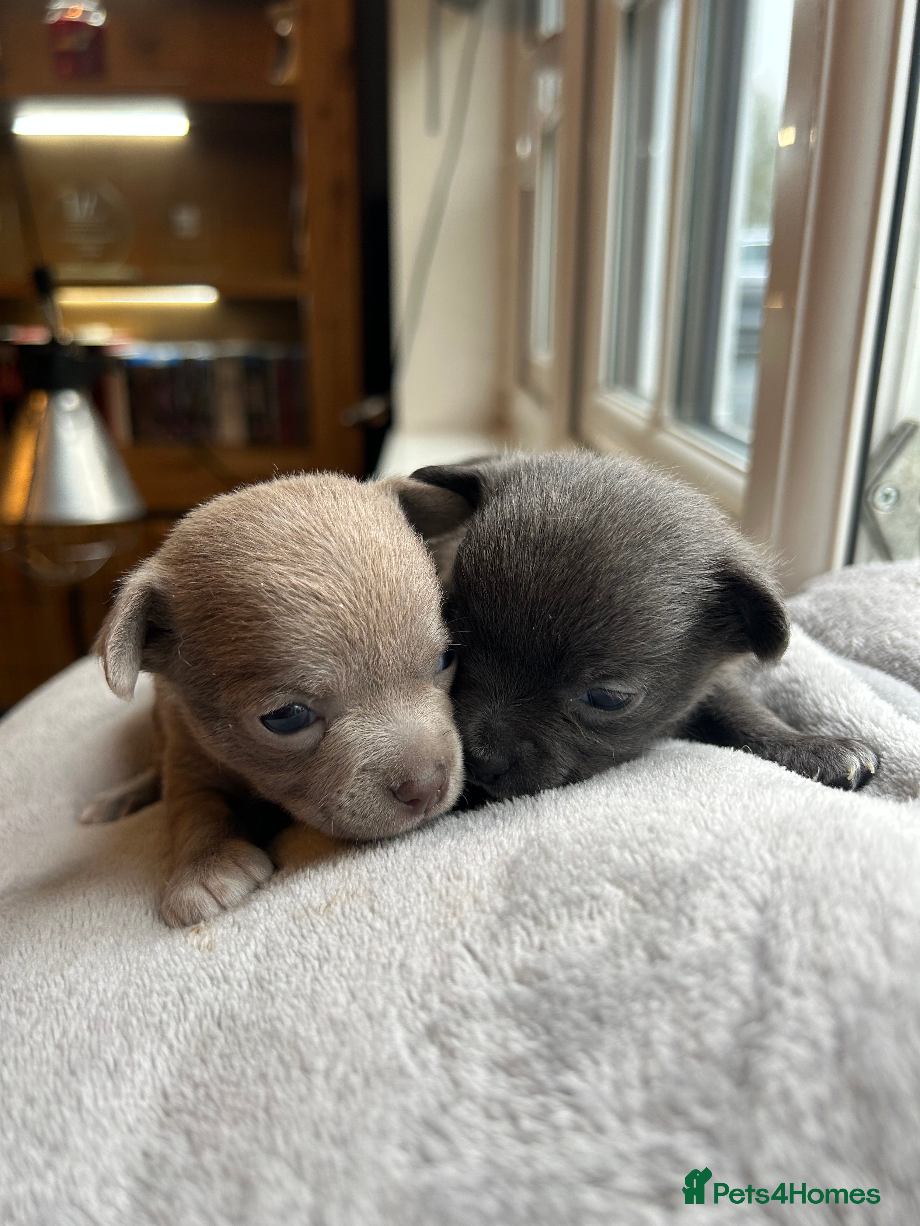 Chihuahua dogs 2 stunning short hair chihuahua females - Advert 2