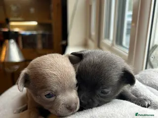 Chihuahua dogs 2 stunning short hair chihuahua females - Advert 2