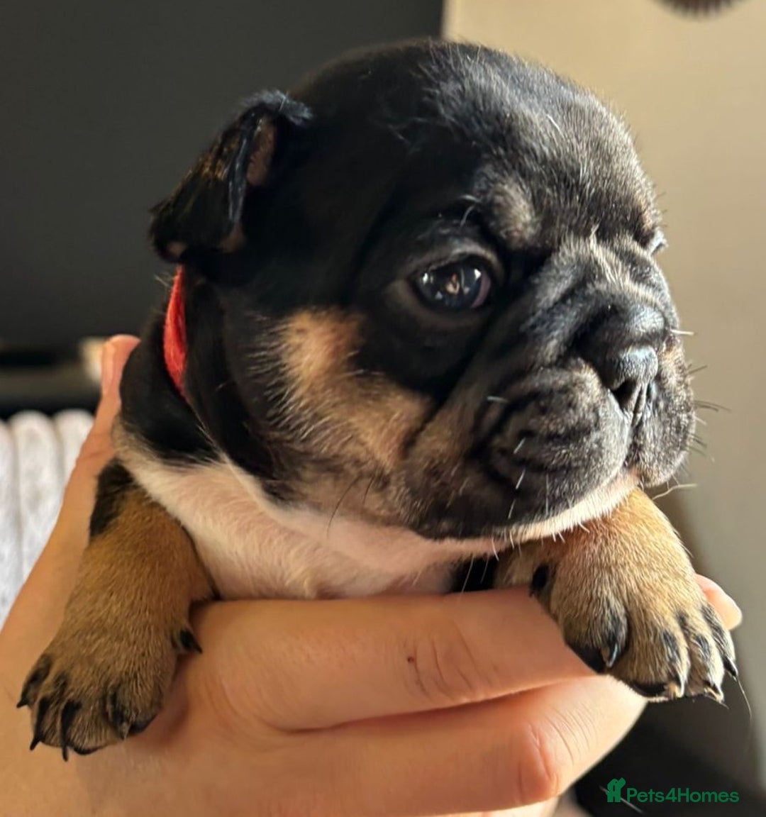 French Bulldog dogs for sale: 9 Beautiful French Bulldog Puppies for Sale - Image 7