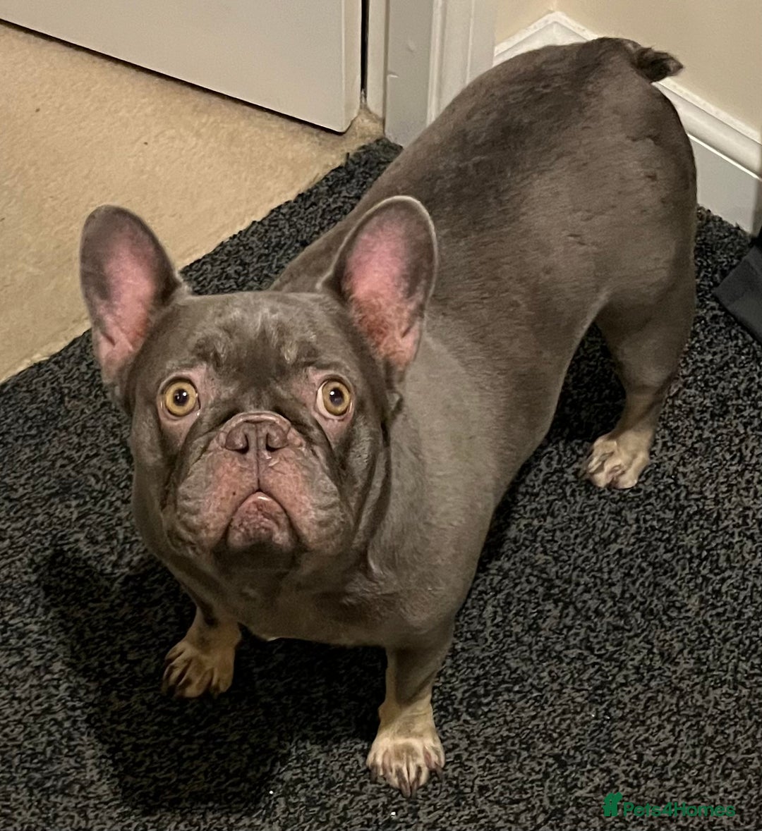 French Bulldog dogs for sale: Beautiful female frenchie  - Advert 2