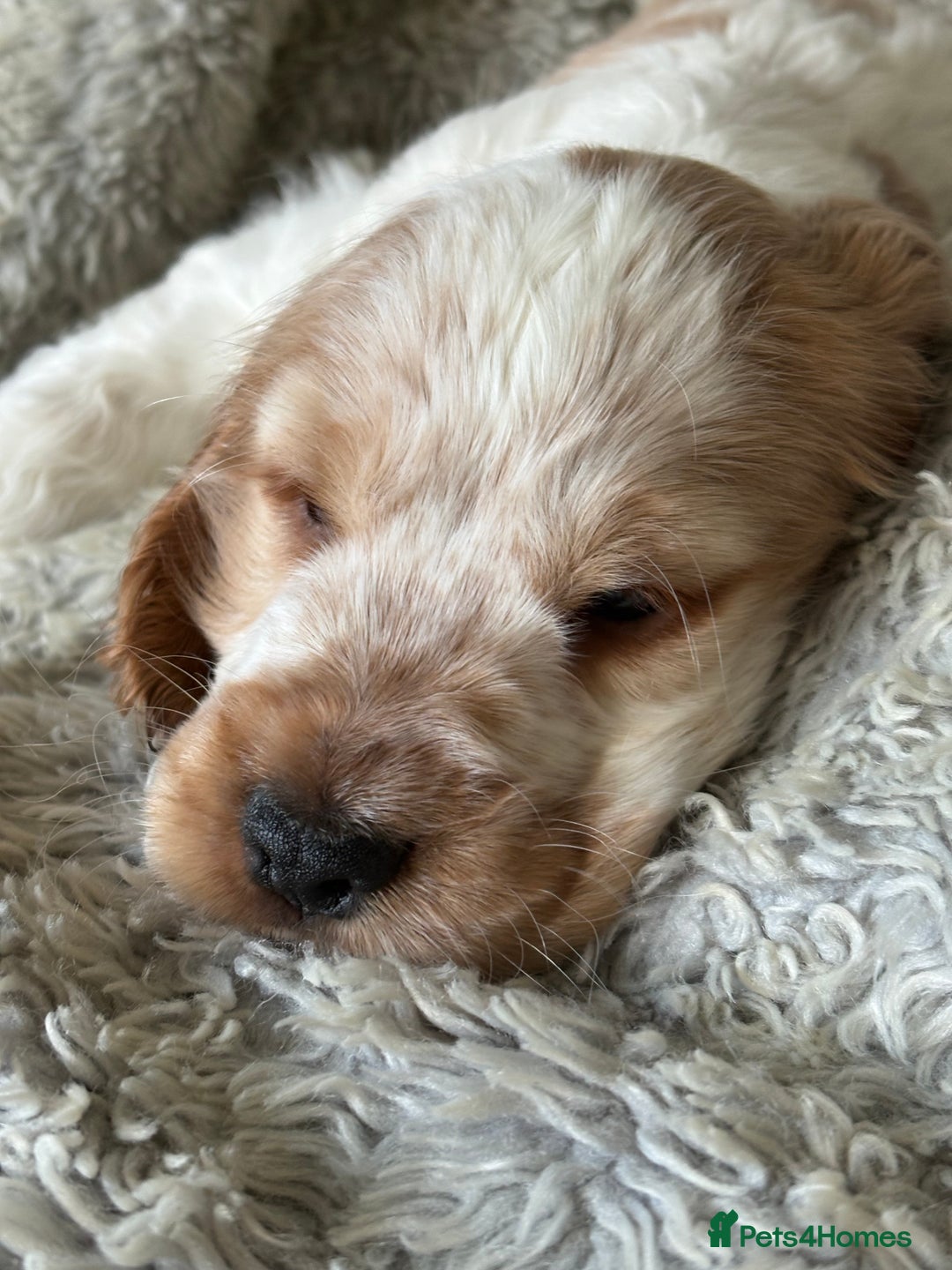 Cocker Spaniel dogs for sale: 2 orange roan cocker spaniels  - Advert 4