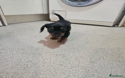 Dachshund dogs for sale: Dachshund puppies for sale  - Image 2