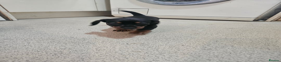 Dachshund Puppy 2