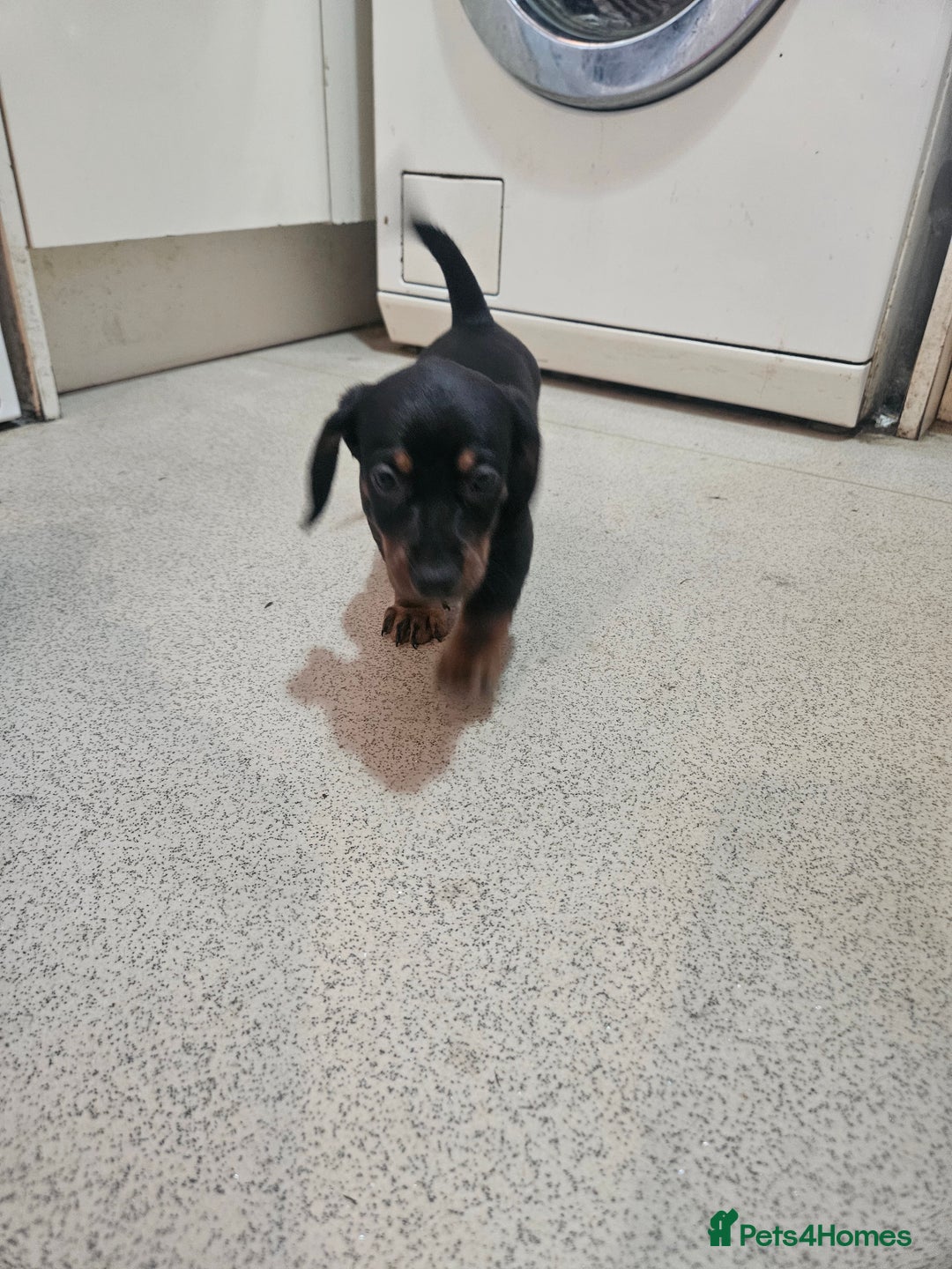 Dachshund dogs for sale: Dachshund puppies for sale  - Image 2