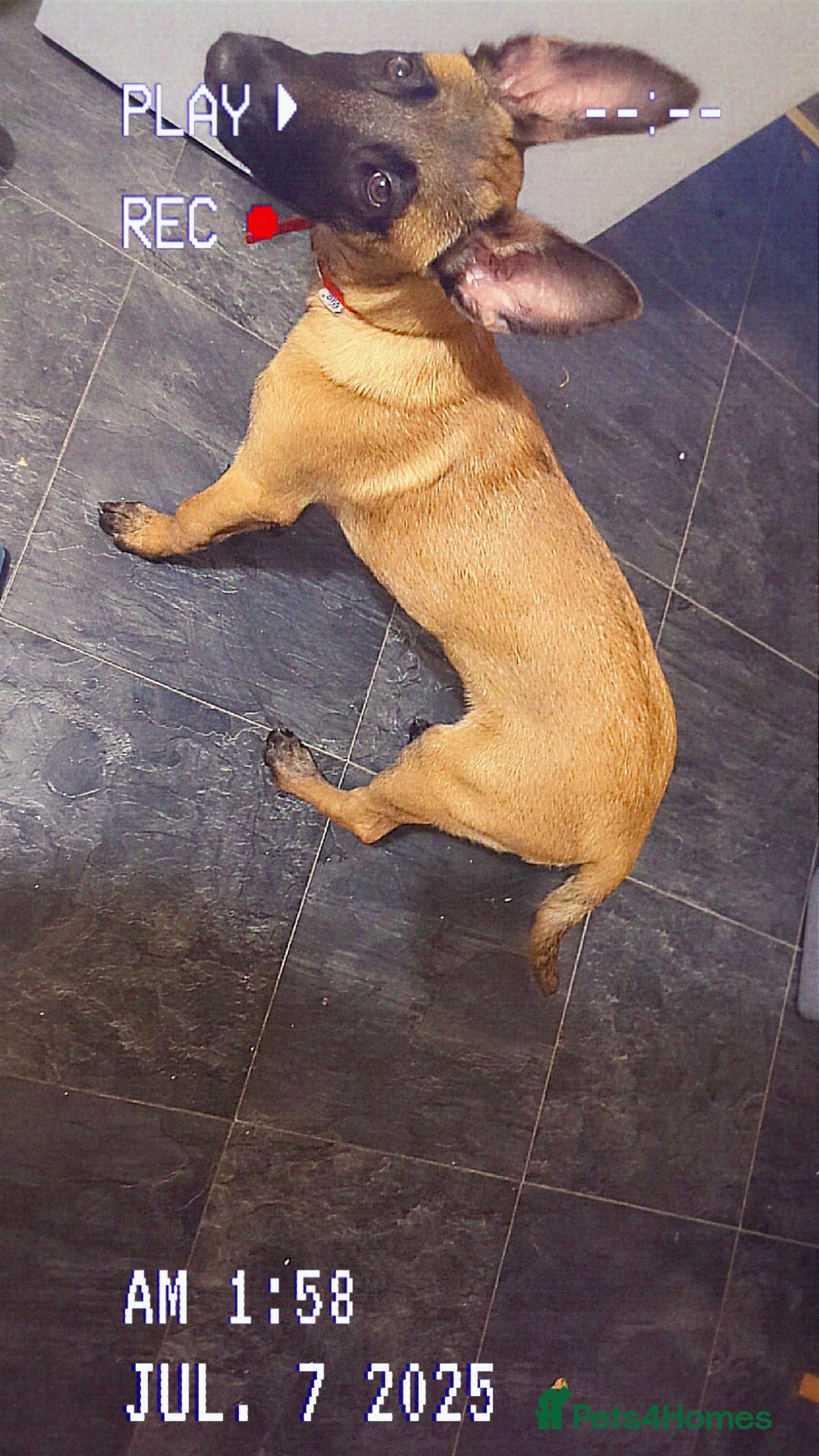 Belgian Shepherd Dog dogs for sale: Rehoming  - Image 5