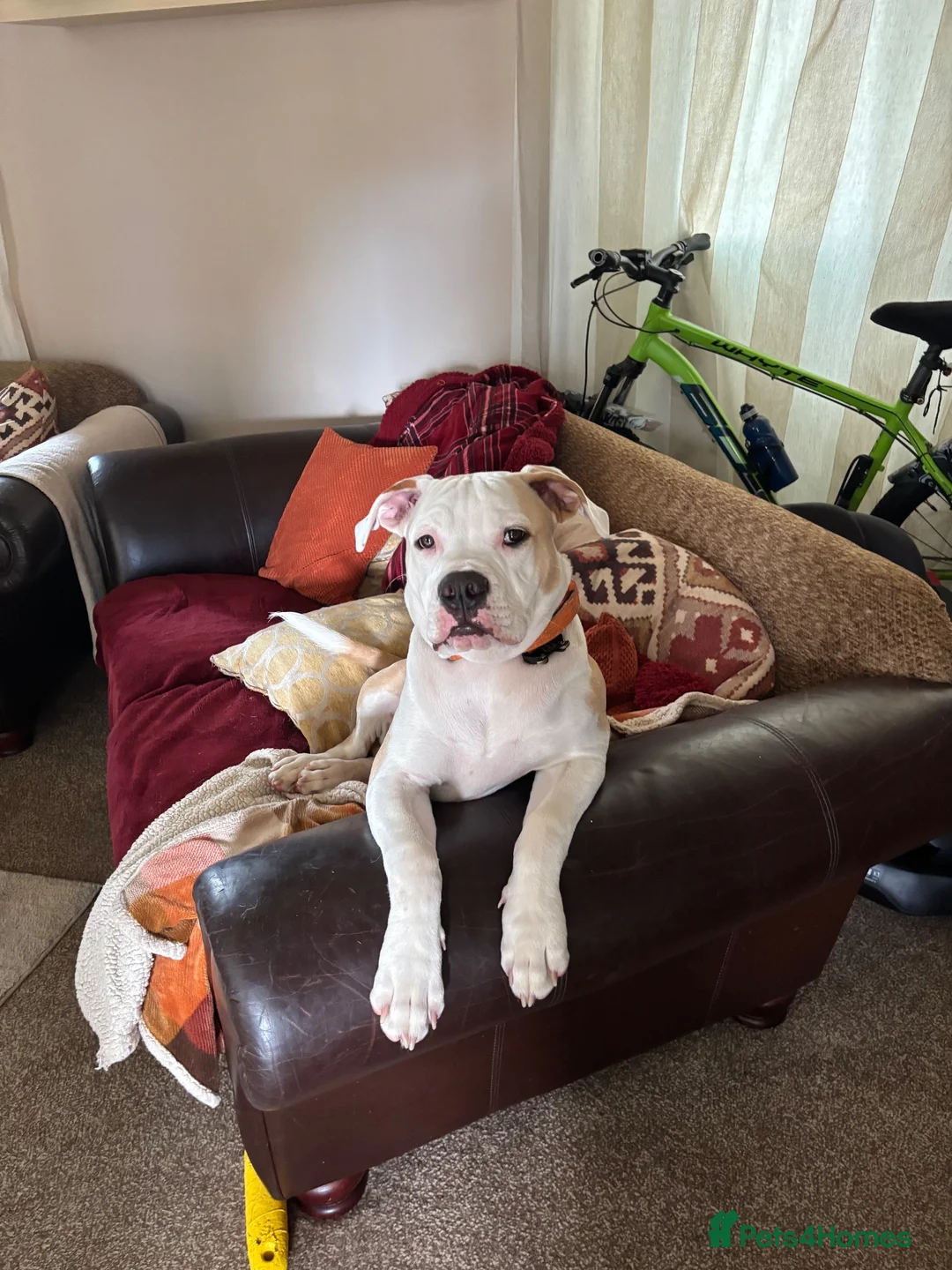Alapaha Blue Blood Bulldog dogs for sale: Odie 6 month old pup - Advert 1